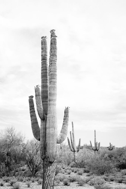 Picture of SAGUARO BAW