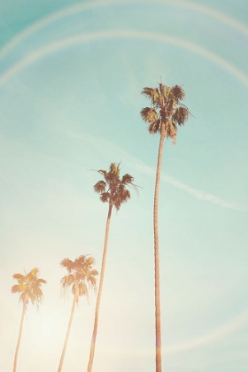 Picture of SUNNY CALI PALM TREE