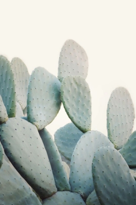 Picture of PASTEL CACTI