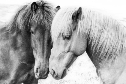 Picture of HORSE LOVE