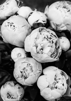 Picture of PEONIES