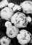 Picture of PEONIES