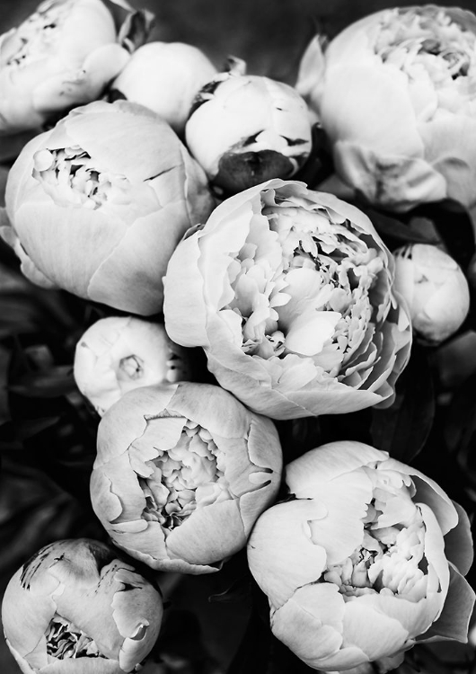 Picture of PEONIES