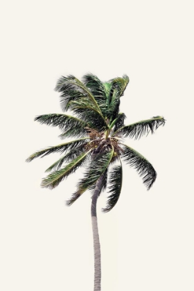Picture of WINDY PALM TREE