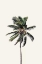 Picture of WINDY PALM TREE