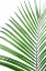 Picture of GREEN PALM LEAF