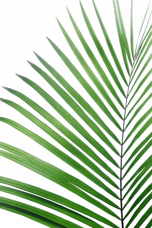 Picture of GREEN PALM LEAF