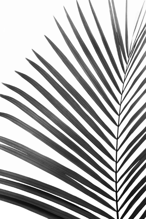 Picture of BW PALM LEAF