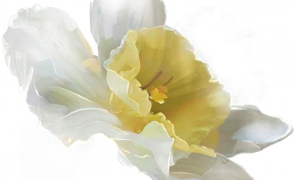 Picture of DAFFODIL