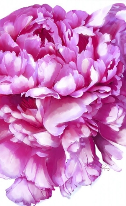 Picture of PINK PEONY