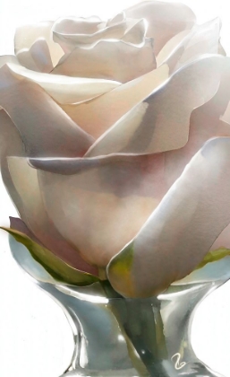 Picture of WHITE ROSE