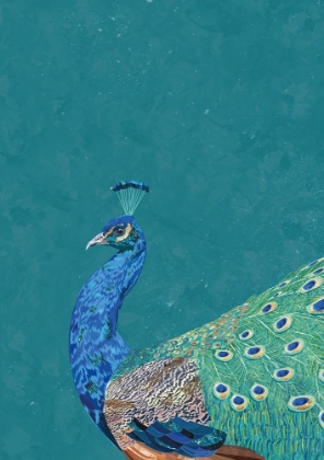 Picture of TURQUOISE PEACOCK