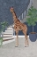 Picture of GIRAFFE BY THE STAIRS