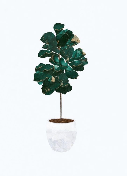 Picture of FIDDLE LEAF FIG