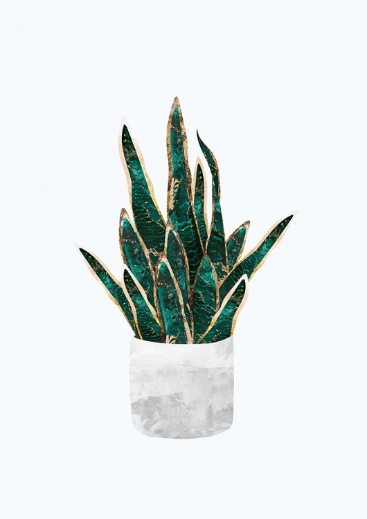 Picture of SNAKE PLANT