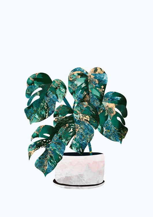 Picture of MONSTERA HOUSE PLANT