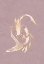 Picture of PINK GOLD KOI FISH 2