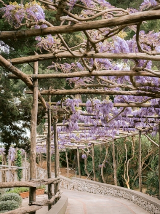 Picture of THE LAVENDER WALKWAY