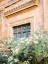 Picture of BOTANICAL TRASTEVERE ROME