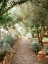 Picture of BOTANICAL OURIKA ||