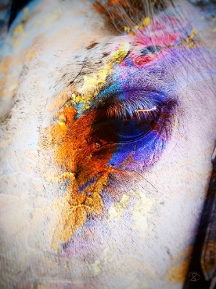 Picture of PAINTED HORSE