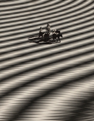 Picture of SEARCH