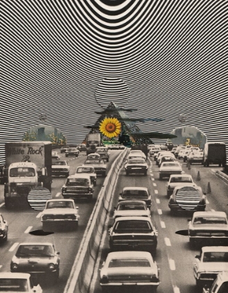 Picture of SUNFLOWER
