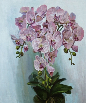Picture of PINK ORCHID