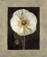 Picture of FLORA I