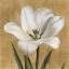 Picture of TULIPANO