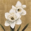 Picture of NARCISI