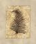 Picture of FERN I