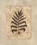 Picture of FERN II