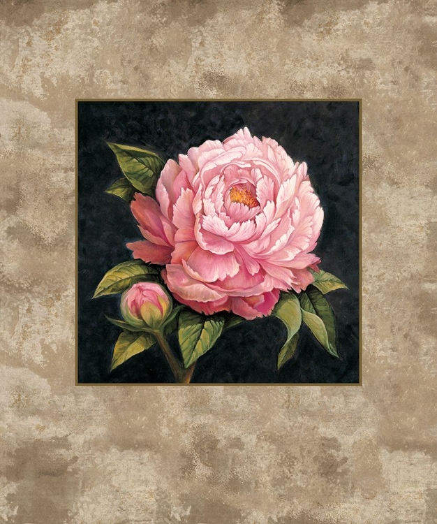 Picture of PINK PEONY