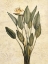 Picture of PALMS OF THE TROPICS III