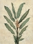 Picture of PALMS OF THE TROPICS IV