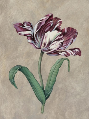 Picture of PARROT TULIP I