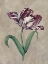 Picture of PARROT TULIP I