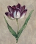 Picture of PARROT TULIP II