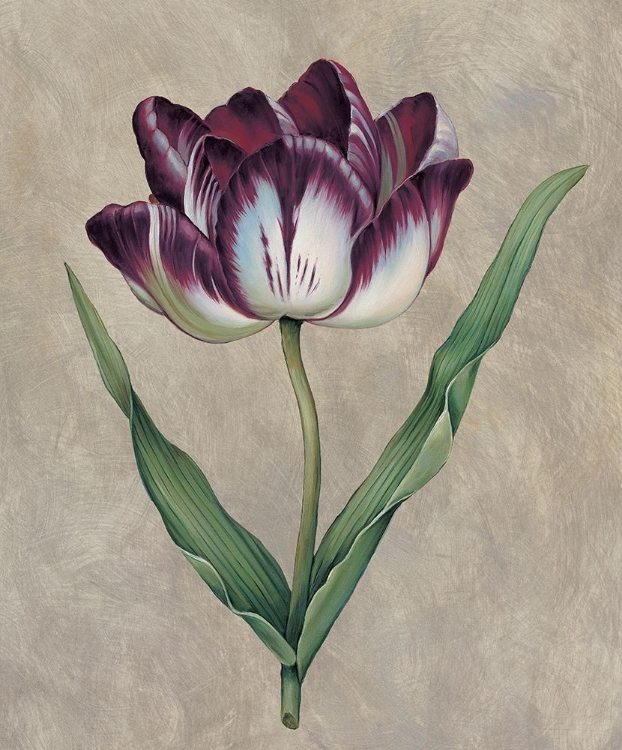 Picture of PARROT TULIP II