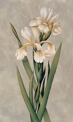 Picture of DECORATIVE IRISES I