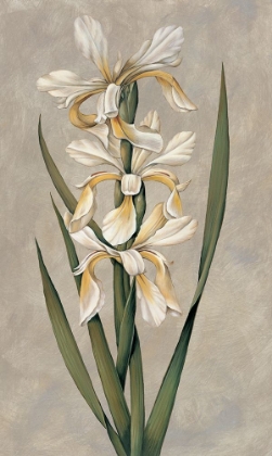 Picture of DECORATIVE IRISES II