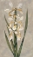 Picture of DECORATIVE IRISES II