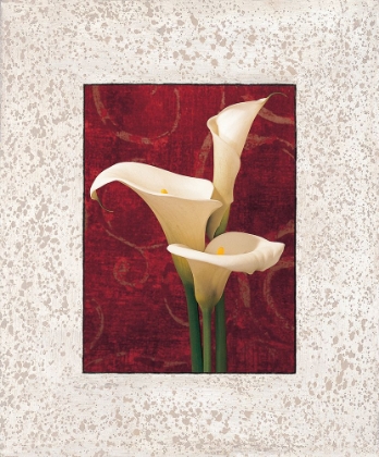 Picture of CALLA LILIES