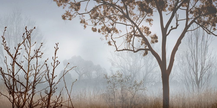 Picture of EARLY MORNING MIST I