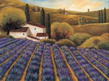 Picture of FIELD OF LAVENDER II