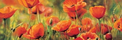 Picture of SYMPHONIE DE COQUELICOTS