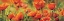 Picture of SYMPHONIE DE COQUELICOTS