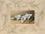 Picture of FLORES II