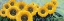 Picture of FIORI DI GIRASOLE